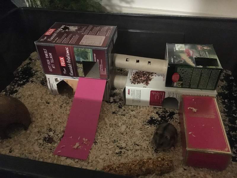 Hamster zelfgemaakte speeltuin