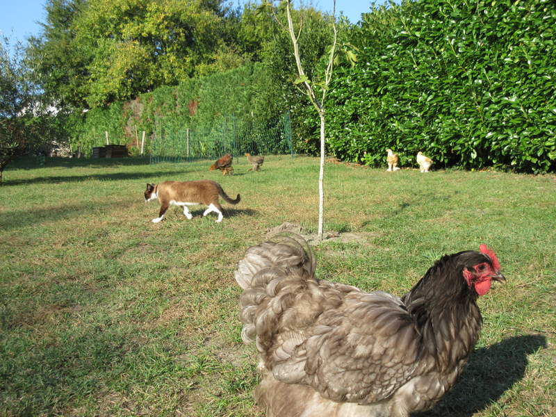 Kippen en kat in de tuin