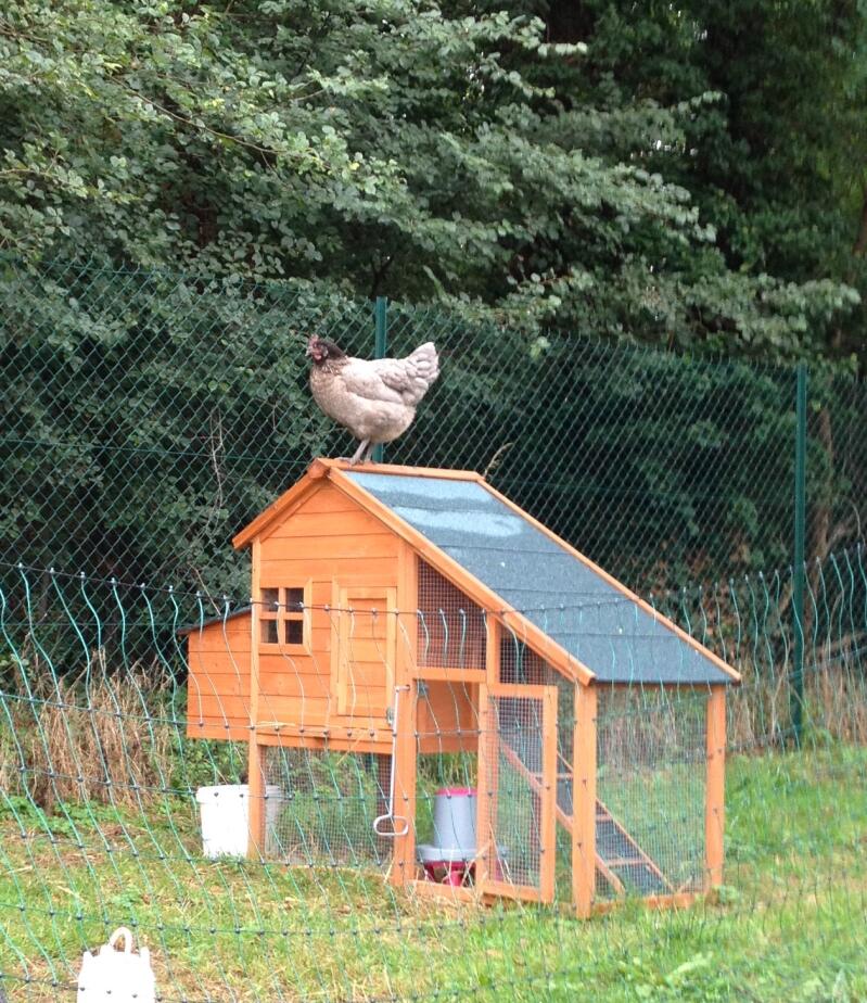 Kip zittend op houten kippenhok omringd door Omlet kippenhekwerk