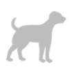 Barbet (Französischer Wasserhund)