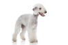 Bedlington Terrier (auch Rothbury Terrier)