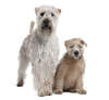Softcoated wheaten terrier