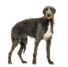 Deerhound (lévrier écossais)