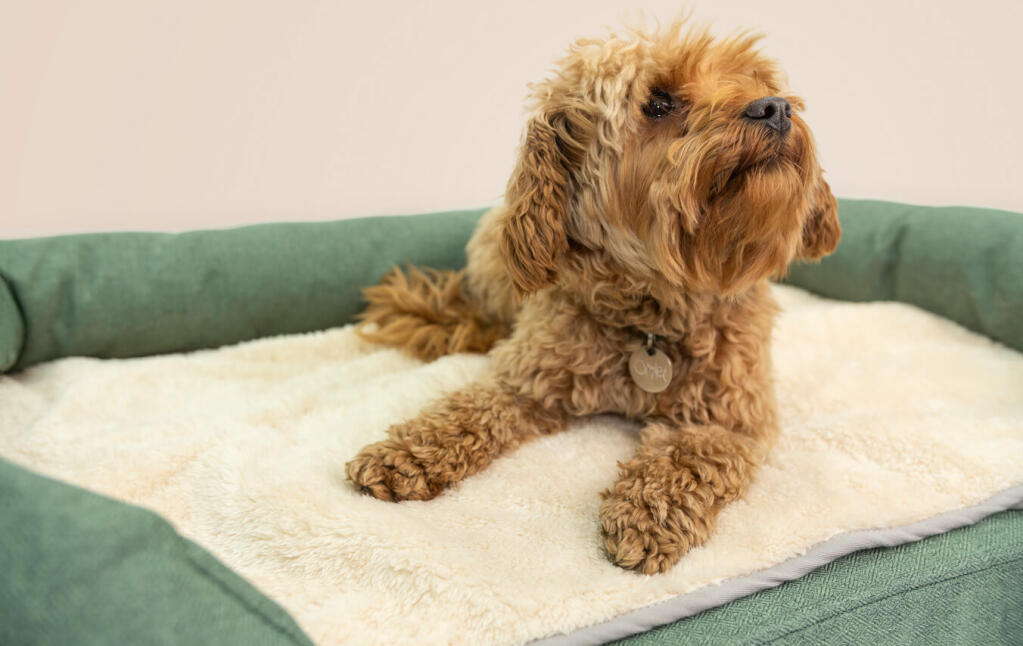 Een kleine bruine hond liggend op een pluchen deken op een groen bolsterbed