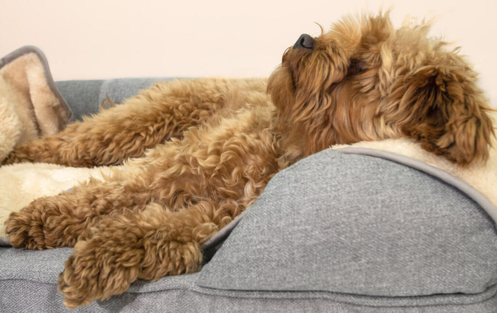 Een kleine bruine hond die slaapt op een grijs traagschuim bolsterbed met een pluchen deken erop