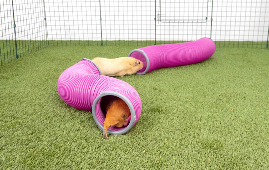 Two guinea pigs running through tunnels.