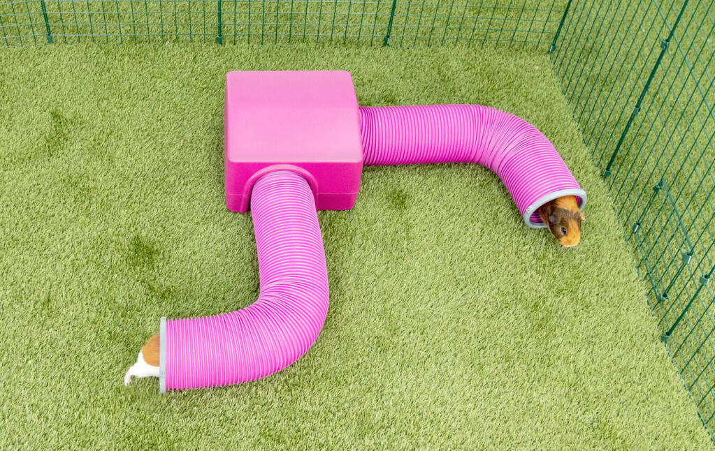 Two guinea pig tunnels connected together with a shelter.