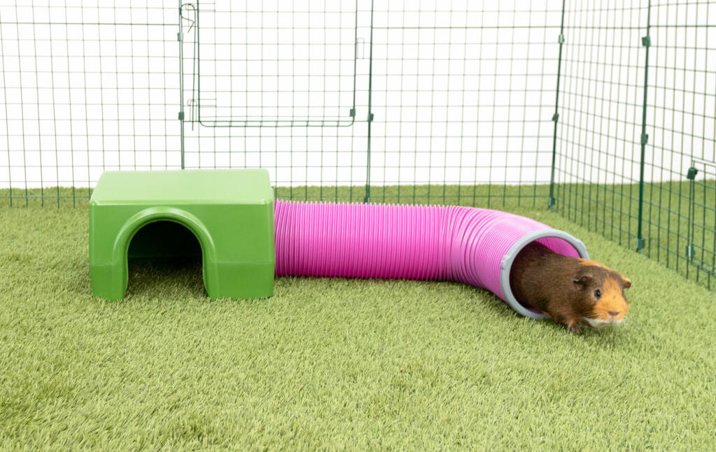 Guinea Pig in Green Zippi Shelter and Play Tunnel