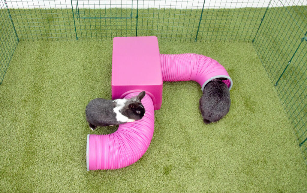 Kaniner som klatrer på Zippi ly og leker i tunneler