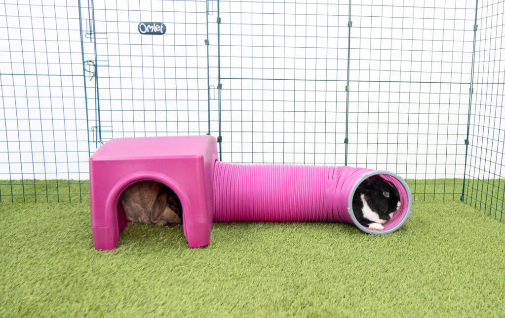 Rabbits in purple Zippi shelter and play tunnel