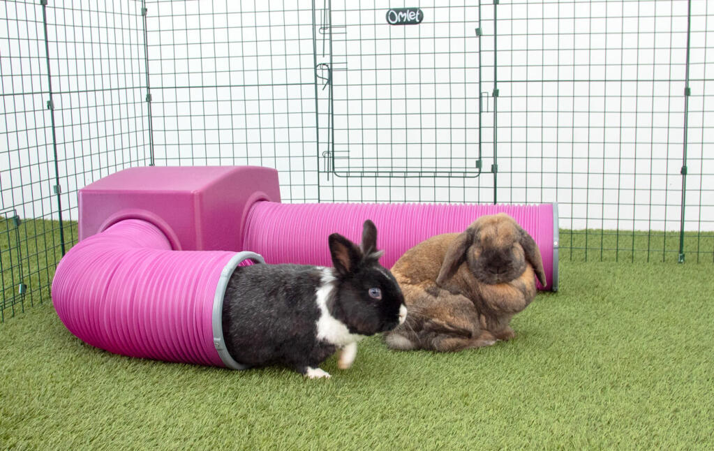 Rabbits in Zippi Rabbit Playpen with Purple Zippi Shelter and Play Tunnel