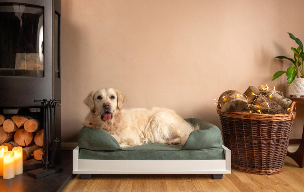 Een grote witte hond op een medium groen traagschuim bolsterbed in een woonkamer