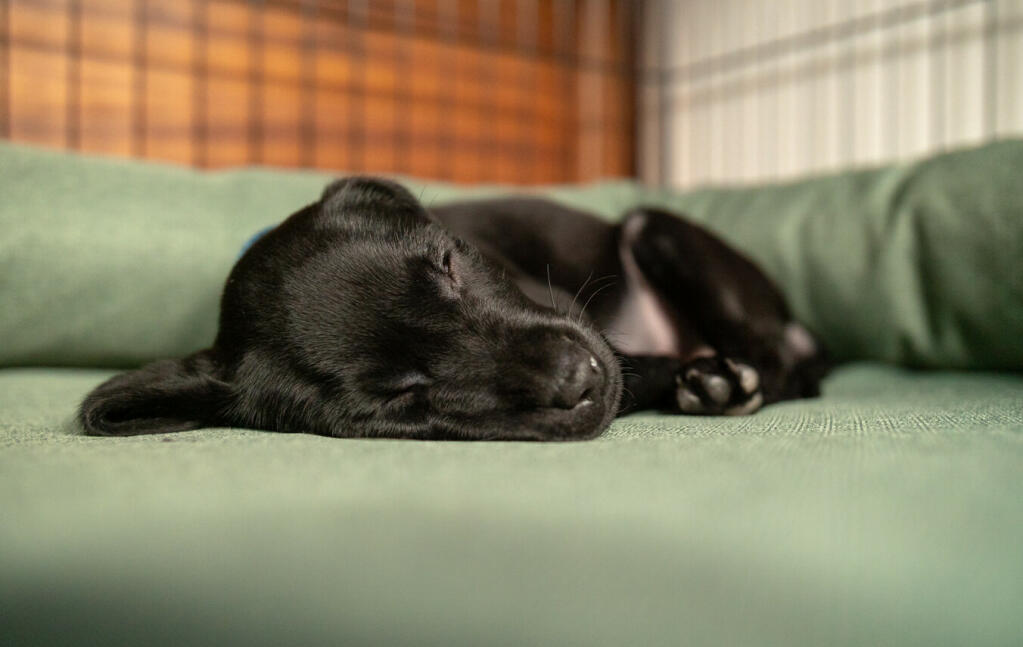 Een kleine zwarte hond slapend op een groen traagschuim bolsterbed
