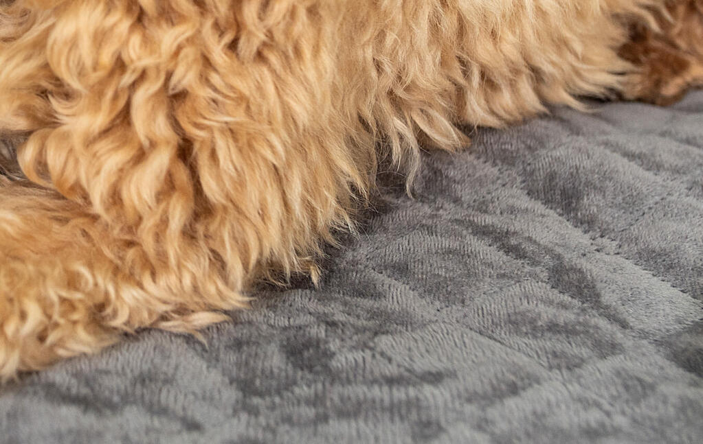 Een close up beeld van een bruine hond op een grijze deken