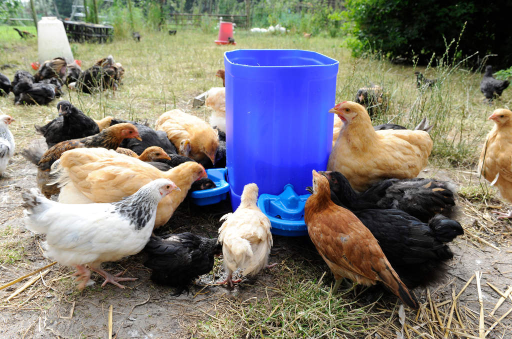 Hühner werden es lieben, aus der maxi-cup-tränke zu trinken