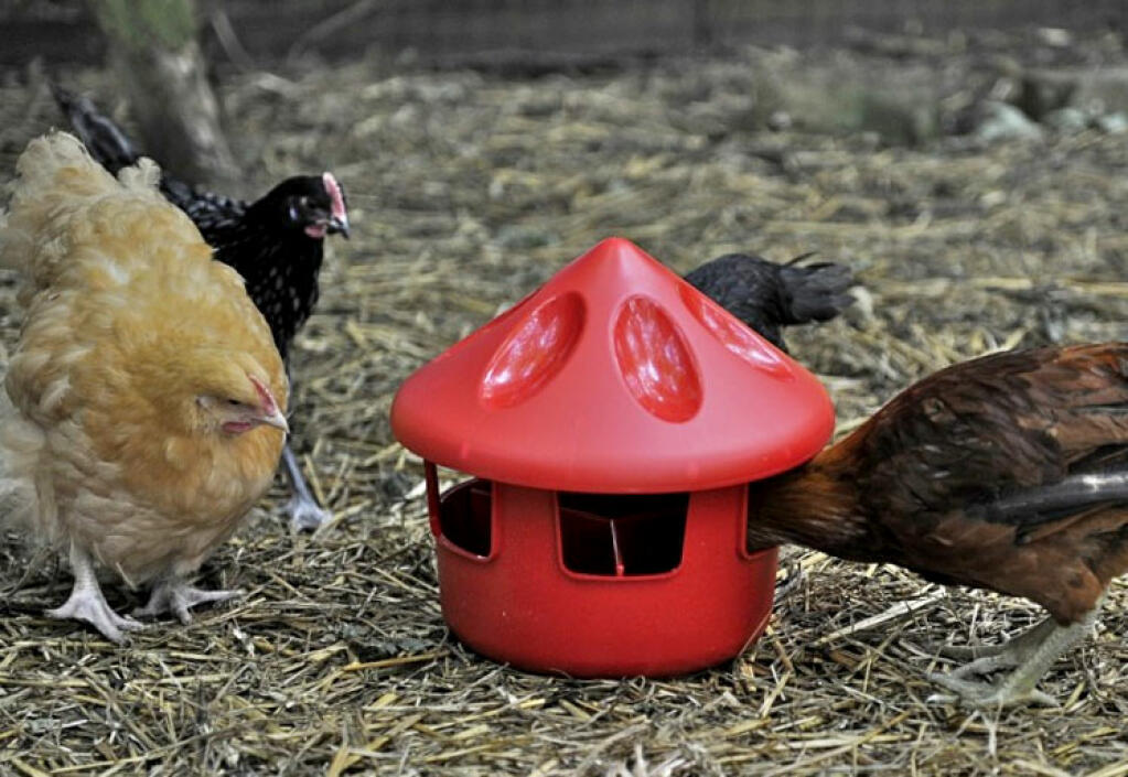 La station d'alimentation en granulés pour poulets est équipée d'un couvercle pour garder les granulés propres et secs.