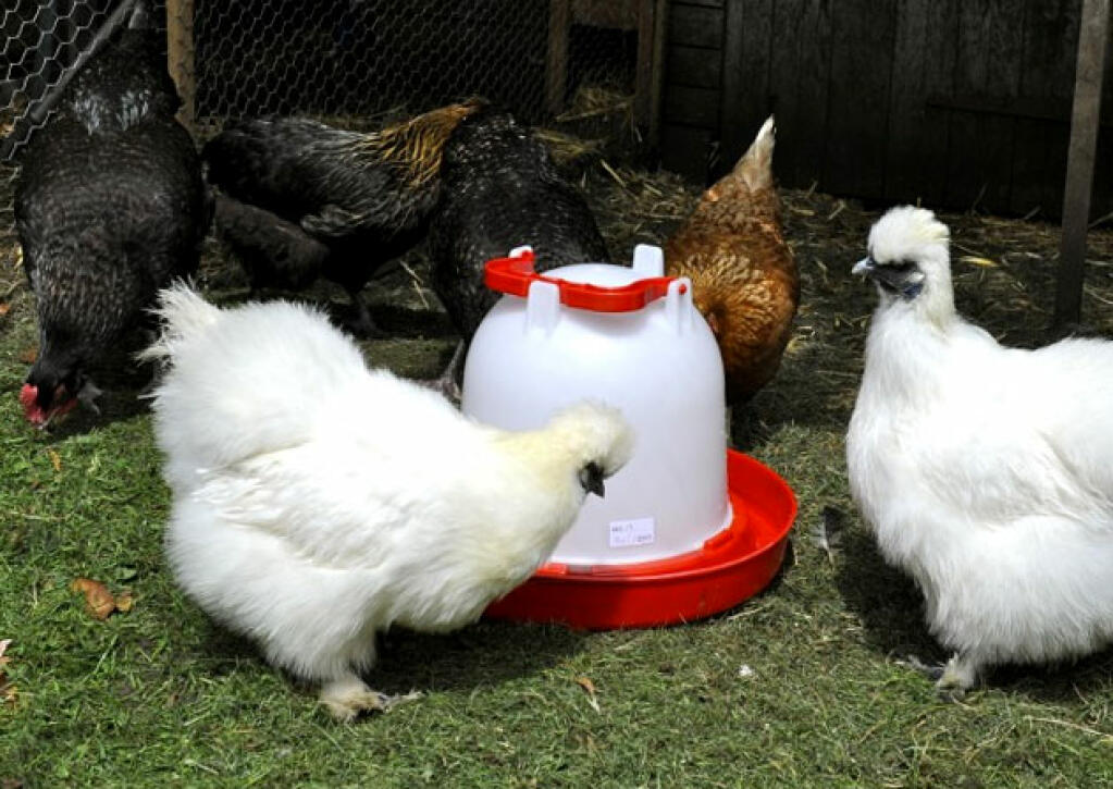 6 Litre Combination Drinker for chickens.