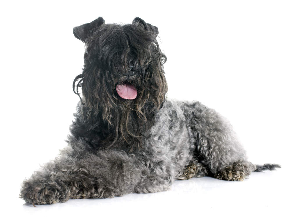 Kerry Blue Terrier Dogs Breed Information Omlet