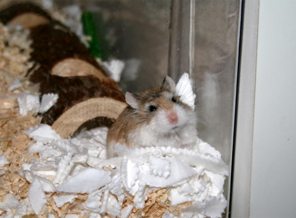Hamster in de nestbak bij de decanen