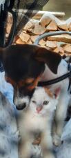 Kat en hond knuffelen