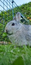 Rabbit in Omlet Zippi Rabbit Playpen
