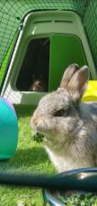 Rabbit eating in Green Eglu Go Rabbit Hutch and Run