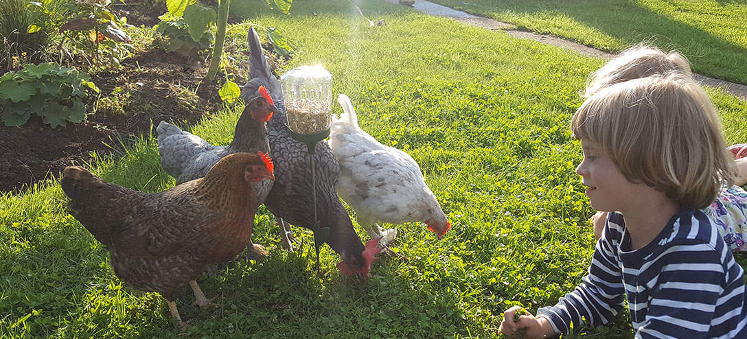 The Pendant pecking toy allows you and your children to spend time with your chickens while they find their treats.