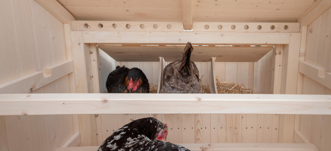 Ermutigen Sie Ihre Hühner dazu, sich auf den Sitzstangen niederzulassen, indem Sie die Legenester am Abend schließen.