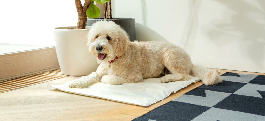 A dog resting on a calling mat.