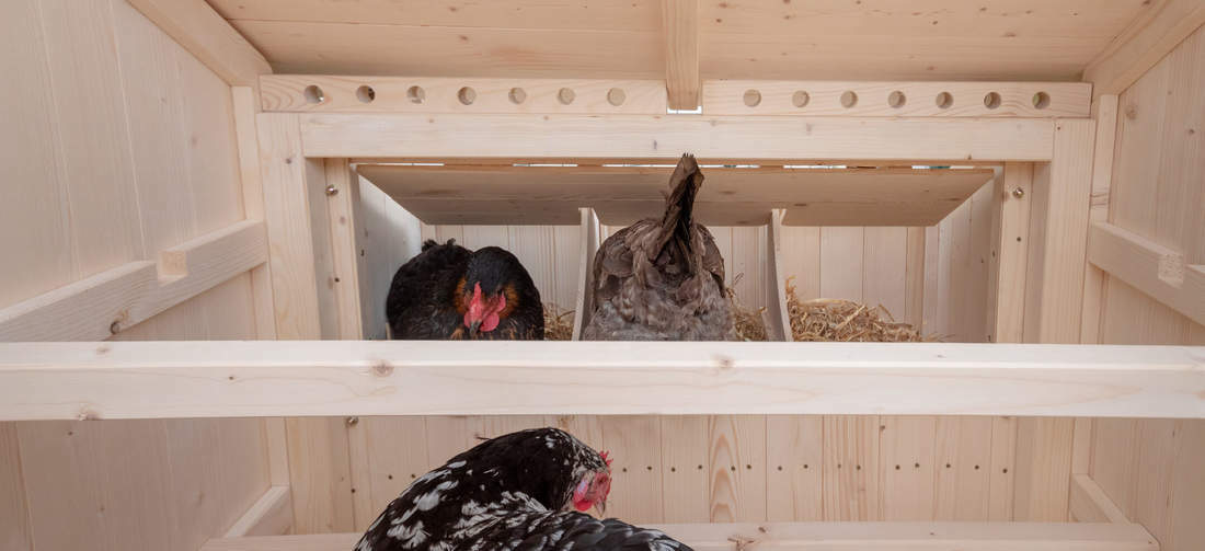 Encourage your chickens to roost on the perches by shutting the next boxes at night.