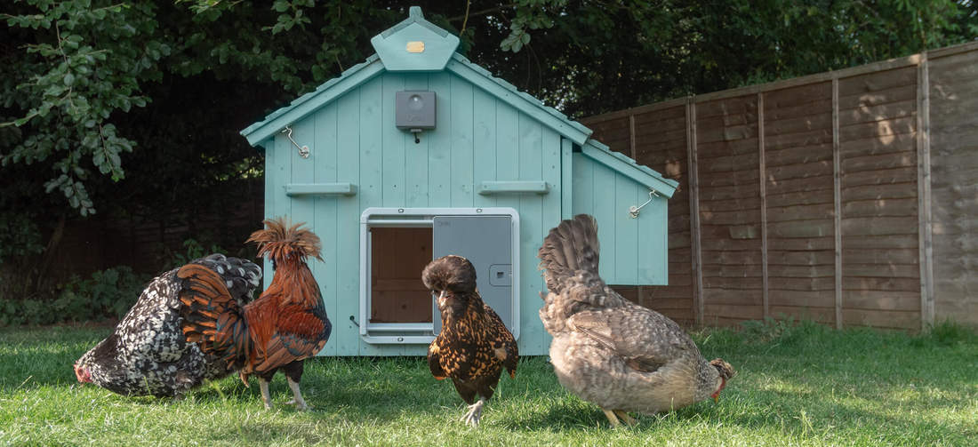 The Lenham comes untreated so you can finish the wooden coop in a colour of your choice. Further customise the coop with a quick fit Autodoor to make life easier!