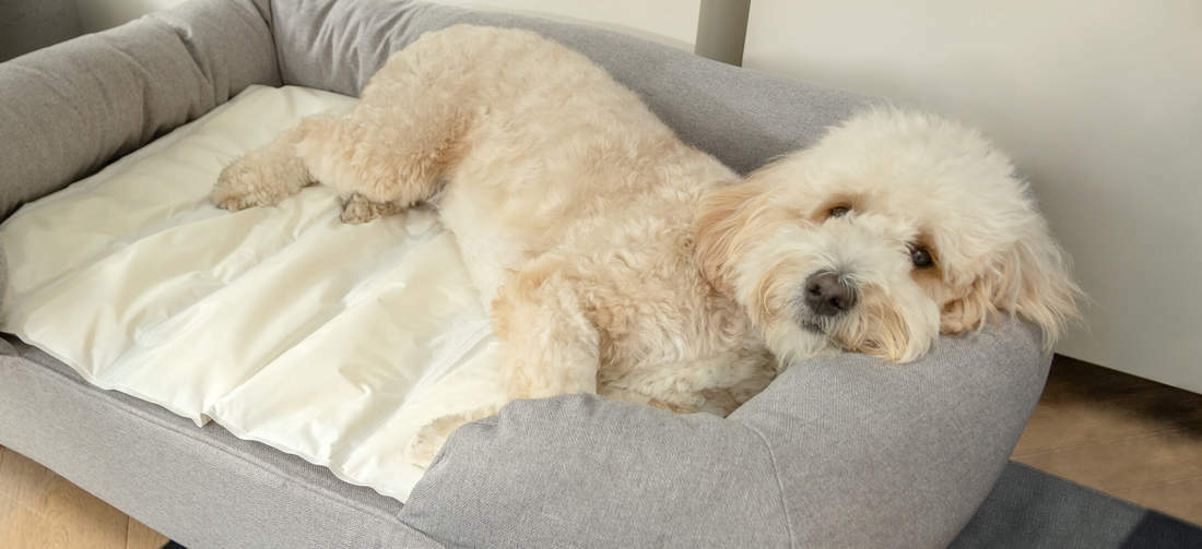 Hvit hund sover på grå Omlet memory foam bolster hundeseng og kjølematte