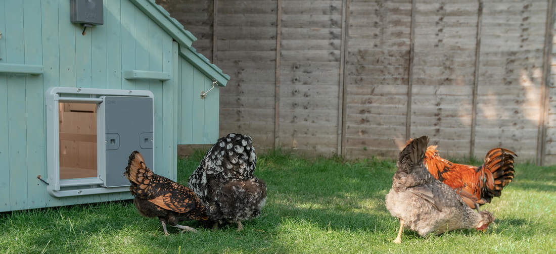 Omlet Grey Automatic Chicken Coop Door attached to Lenham Wooden Chicken Coop