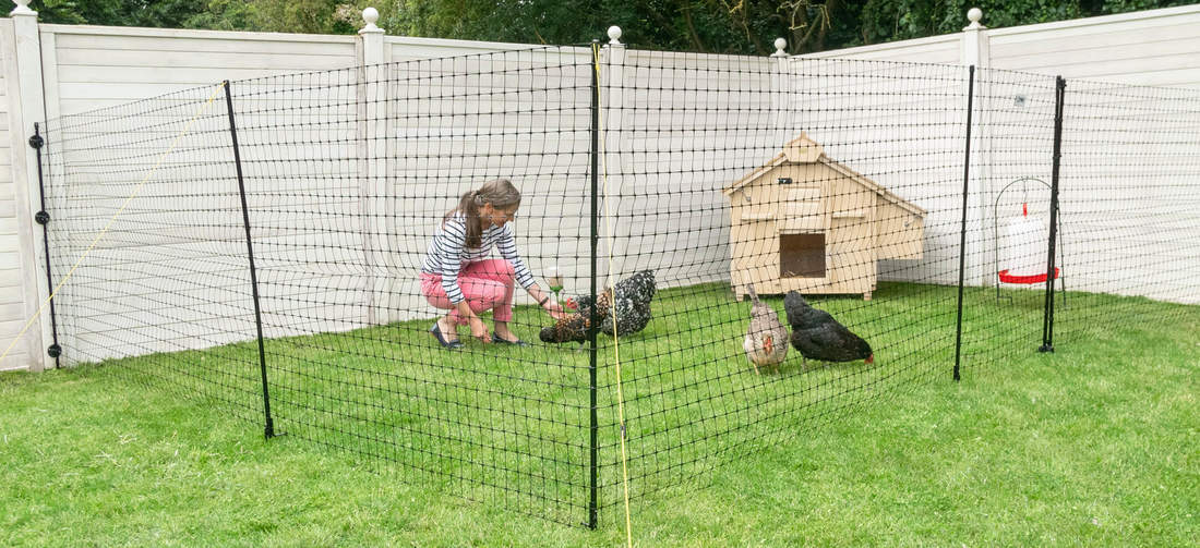 Wooden Chicken Coop surrounded by Omlet Chicken Fencing with lady and chickens