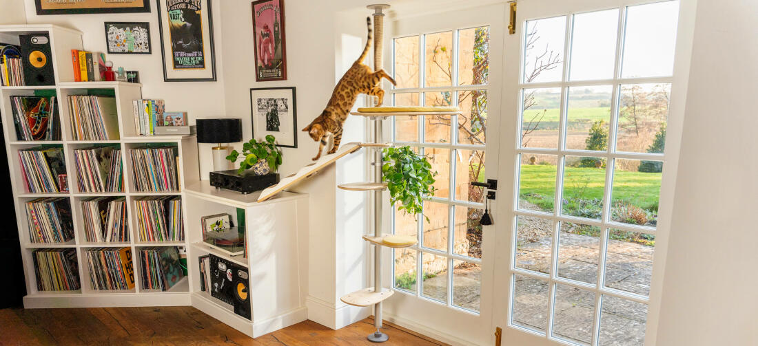 Chat grimpant en bas de Freestyle arbre à chat du sol au plafond dans une chambre