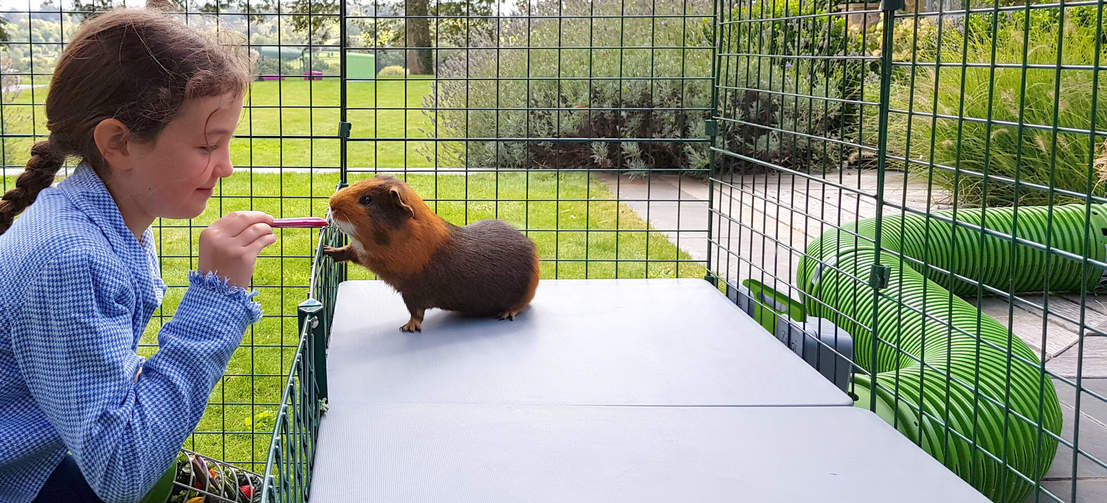 Girl feeding guinea pig treat inside Omlet Zippi guinea pig playpen with Zippi platforms