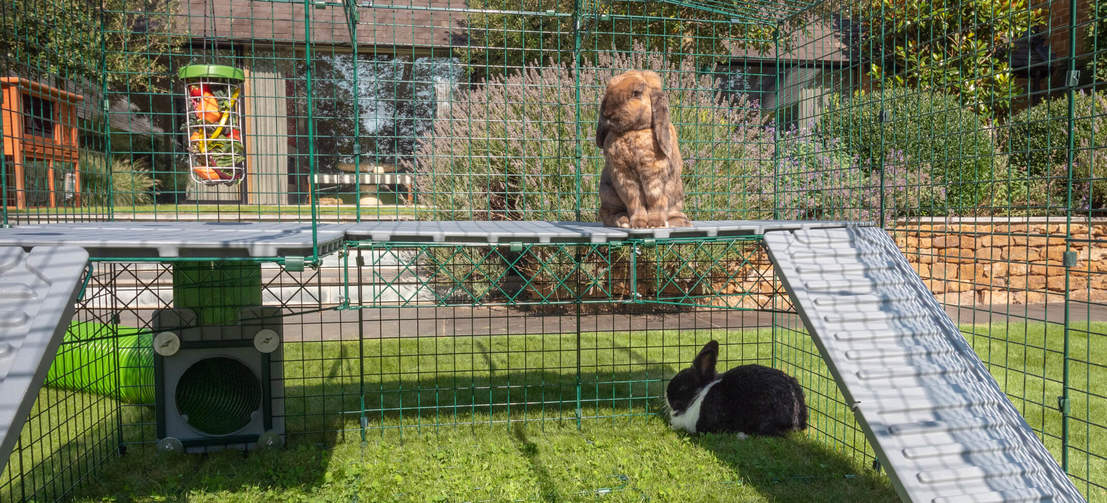 To kaniner i Omlet Zippi kanin lekegrind med Zippi plattformer