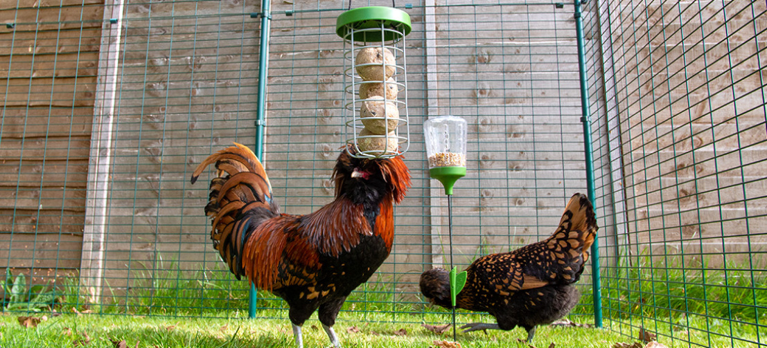 Kyllinger med Omlet Caddi og Omlet peck leketøy