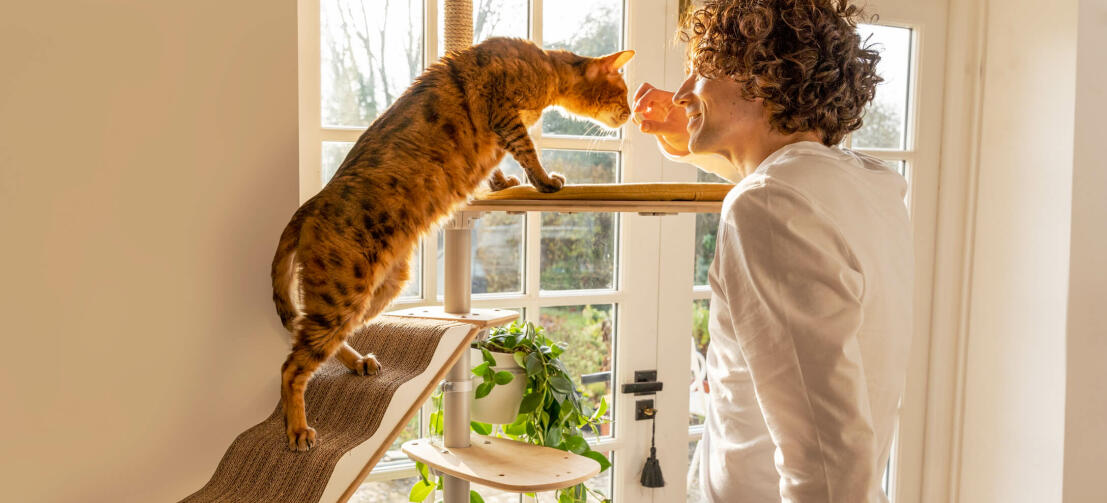 Cat investigating mans hand on Omlet Freestyle Indoor Cat Tree