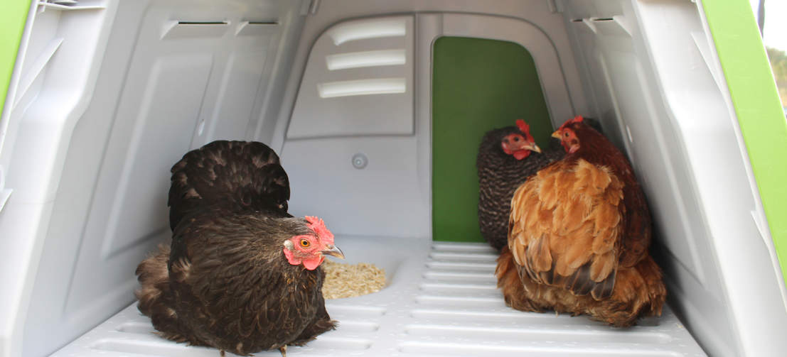 Chickens inside an Eglu Chicken coop.