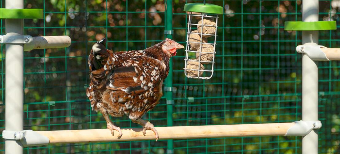 A chicken standing on a chicken perch pecking some feed