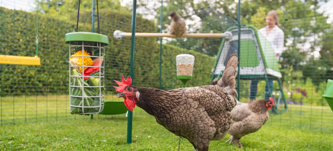 Unsere besten Vergleichssieger - Suchen Sie die Hühner außengehege entsprechend Ihrer Wünsche