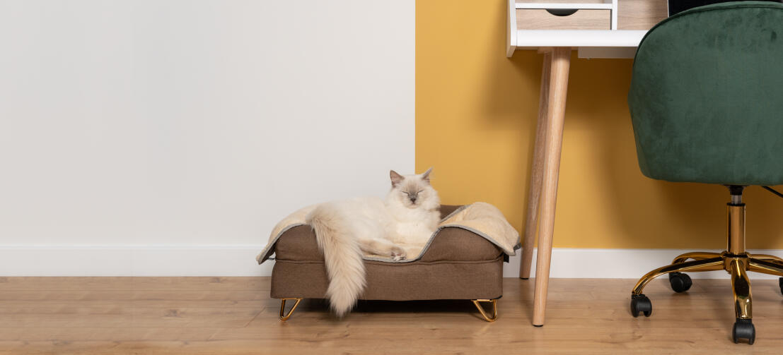 Söt vit fluffig katt som sover lyckligt på en mokkabrun Maya donut kattsäng med Gold hårnålsfoder och en Luxury supermjuk kattfilt