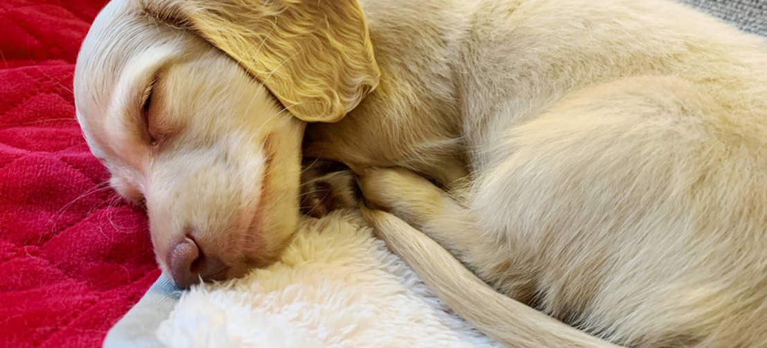 Dog Laying on Red Omlet Luxury Soft Dog Blanket