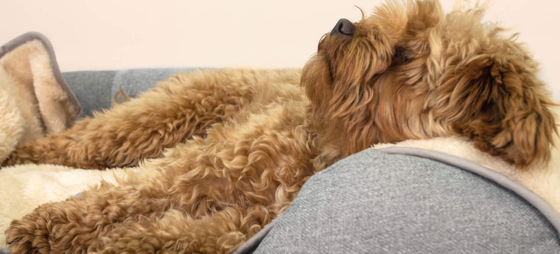 Transformez le lit de votre chien avec une couverture chaude et extra douce dont ils rafoleront.