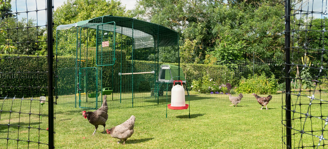 Hühner hinter dem Hühnerzaun im Garten, in dem ein begehbares Gehege mit Wetterschutz steht