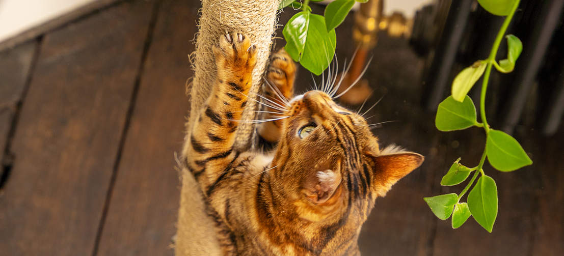 Katten klöser på sisalstolpen på Omlet Freestyle inomhusträd för katter