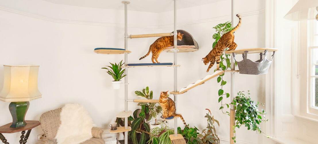 Katter som leker i det tilpassbare innendørs Freestyle høye kattetreet
