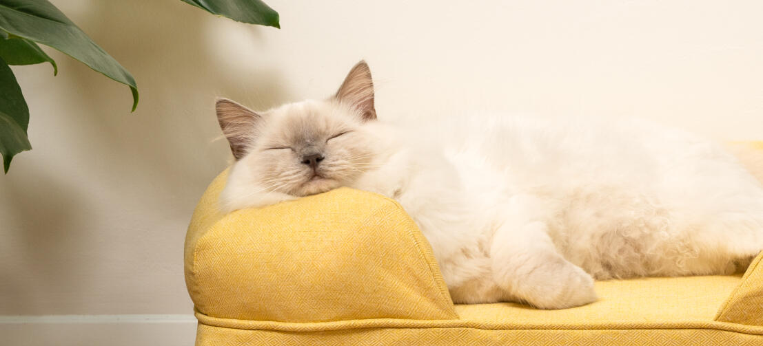 Søt, luftig hvit katt som sover på en myk gul kattestøtteseng med hvite hårnålsføtter
