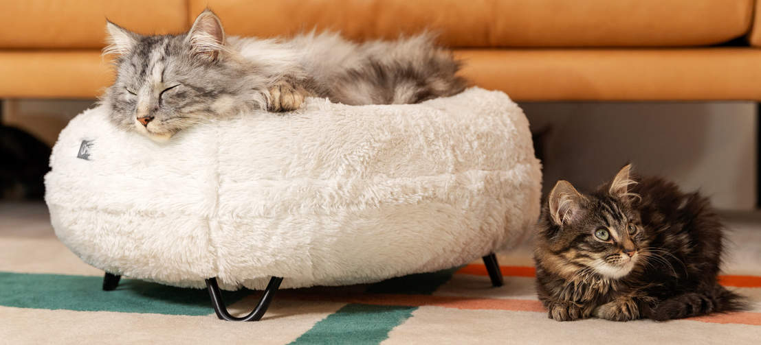 Gatti che riposano nell'elegante e morbida cuccia donut color bianco con piedini di design a forcella neri
